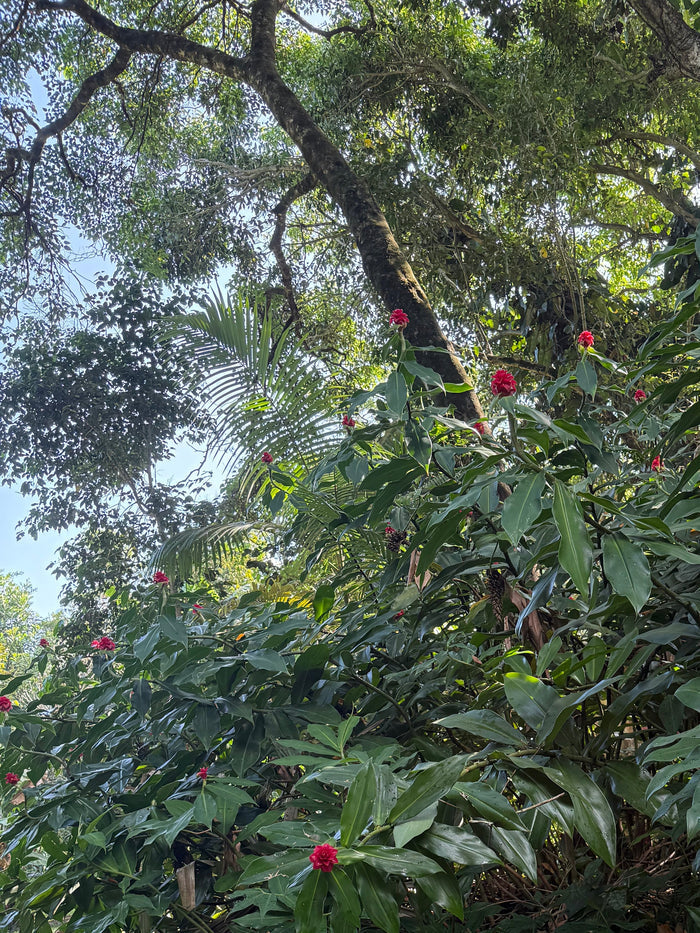 Costus barbatus rhizomes