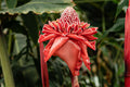 Giant red torch ginger Rhizomes