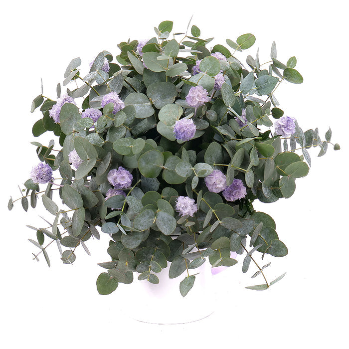 03101204_kytica-eukalyptus-in-eterno-fialova-scabiosa