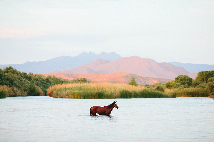 Photographic Print | A Horse With No Name II by The Bee and The Fox