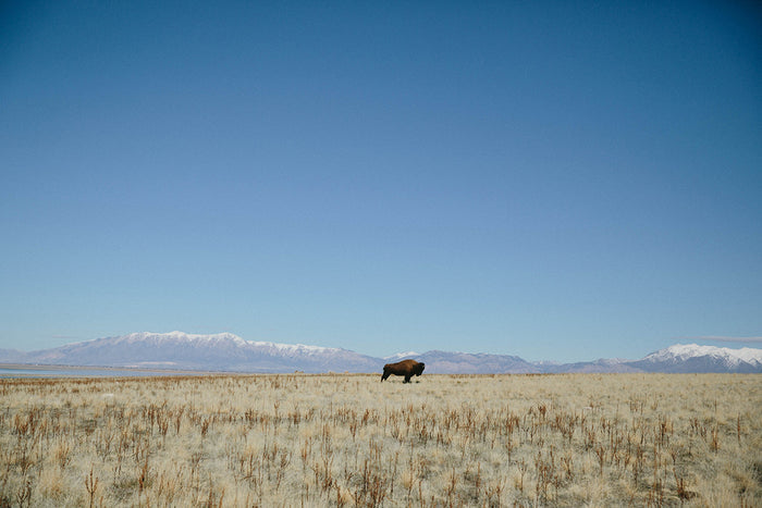 Photographic Print | Bison by The Bee and The Fox