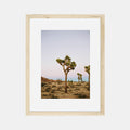 Joshua Tree Photographic Print by The Bee and The Fox