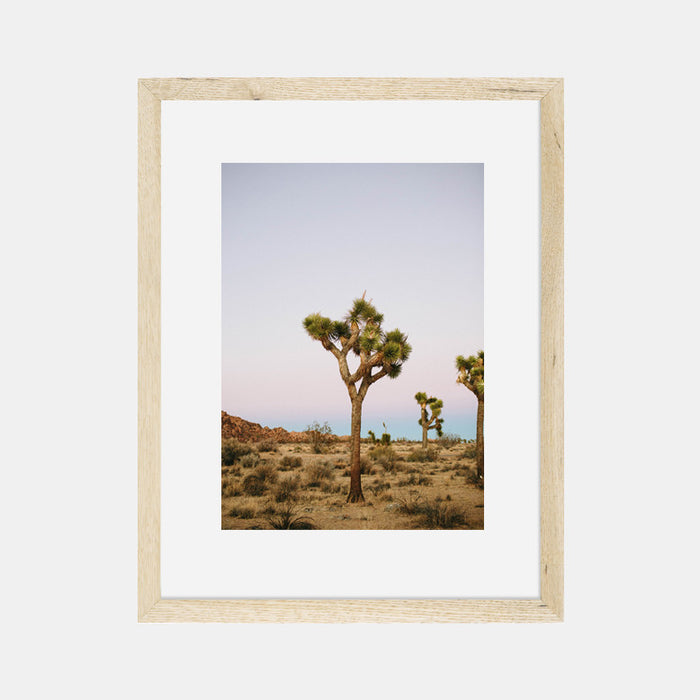 Joshua Tree Photographic Print by The Bee and The Fox