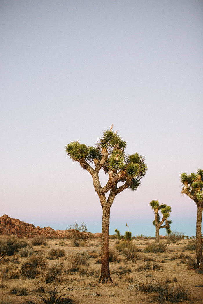 Joshua Tree Photographic Print by The Bee and The Fox