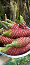 Shampoo ginger ( chocolate / red )