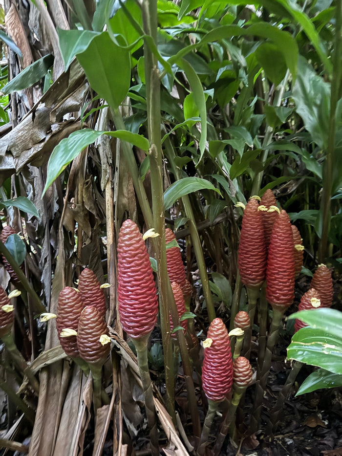 Shampoo ginger ( chocolate / red )