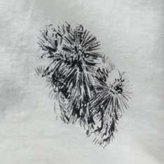 color swatch of The Hawthorne Shirt in Cactus Sketch