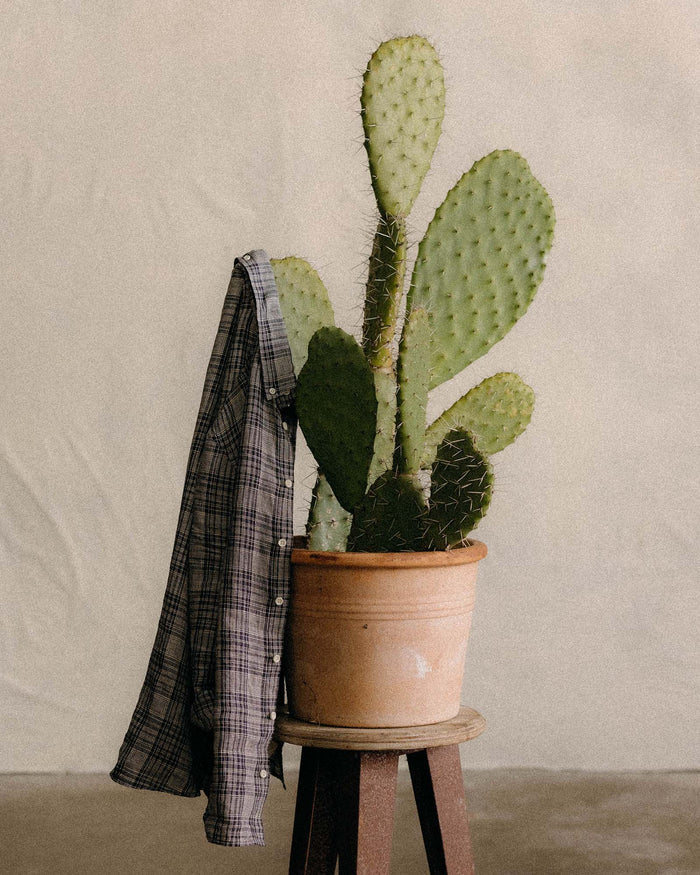editorial image of The Jack in Navy Plaid Linen hanging on a cactus