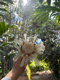 White torch ginger rhizome ( large )