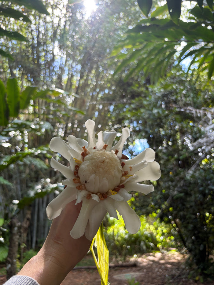 White torch ginger rhizome ( large )